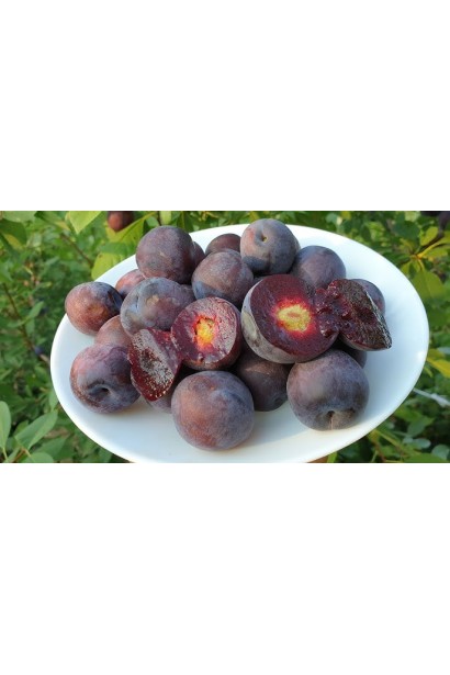 Плуот ‘Черрикос’ (гибрид абрикоса и алычи)